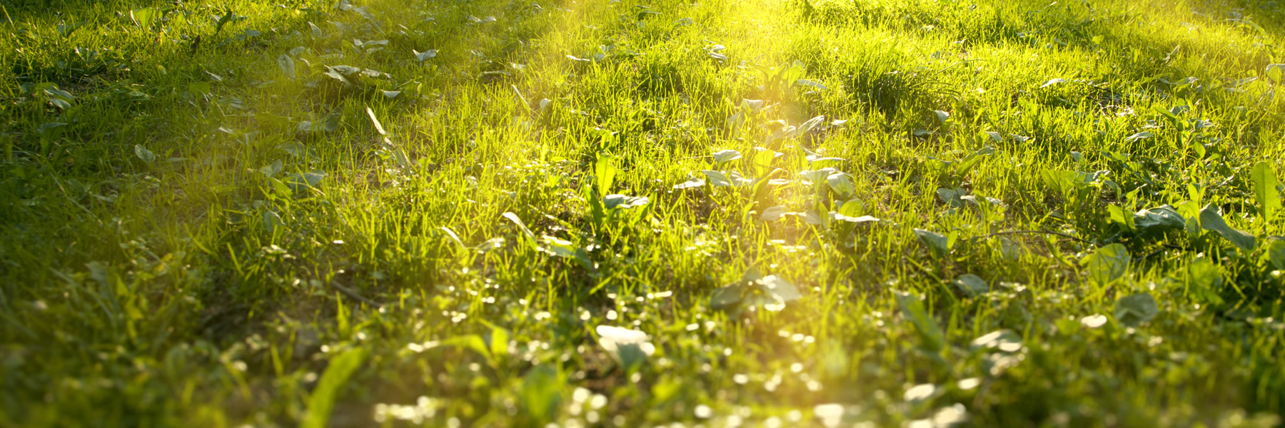 Moose & Sons Property Maintenance Ltd. photo 4